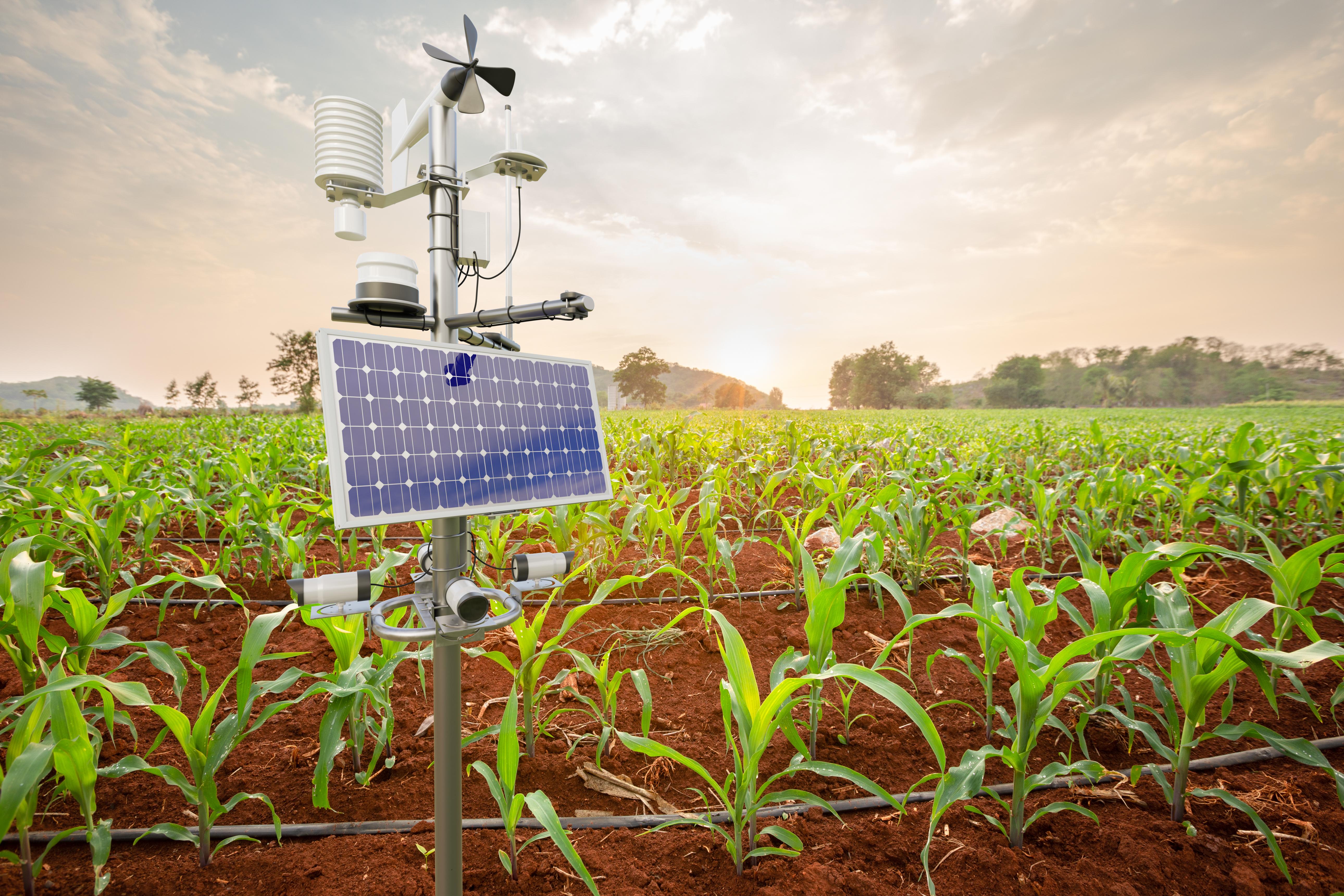 A weather station and solar panel monitoring a maize field